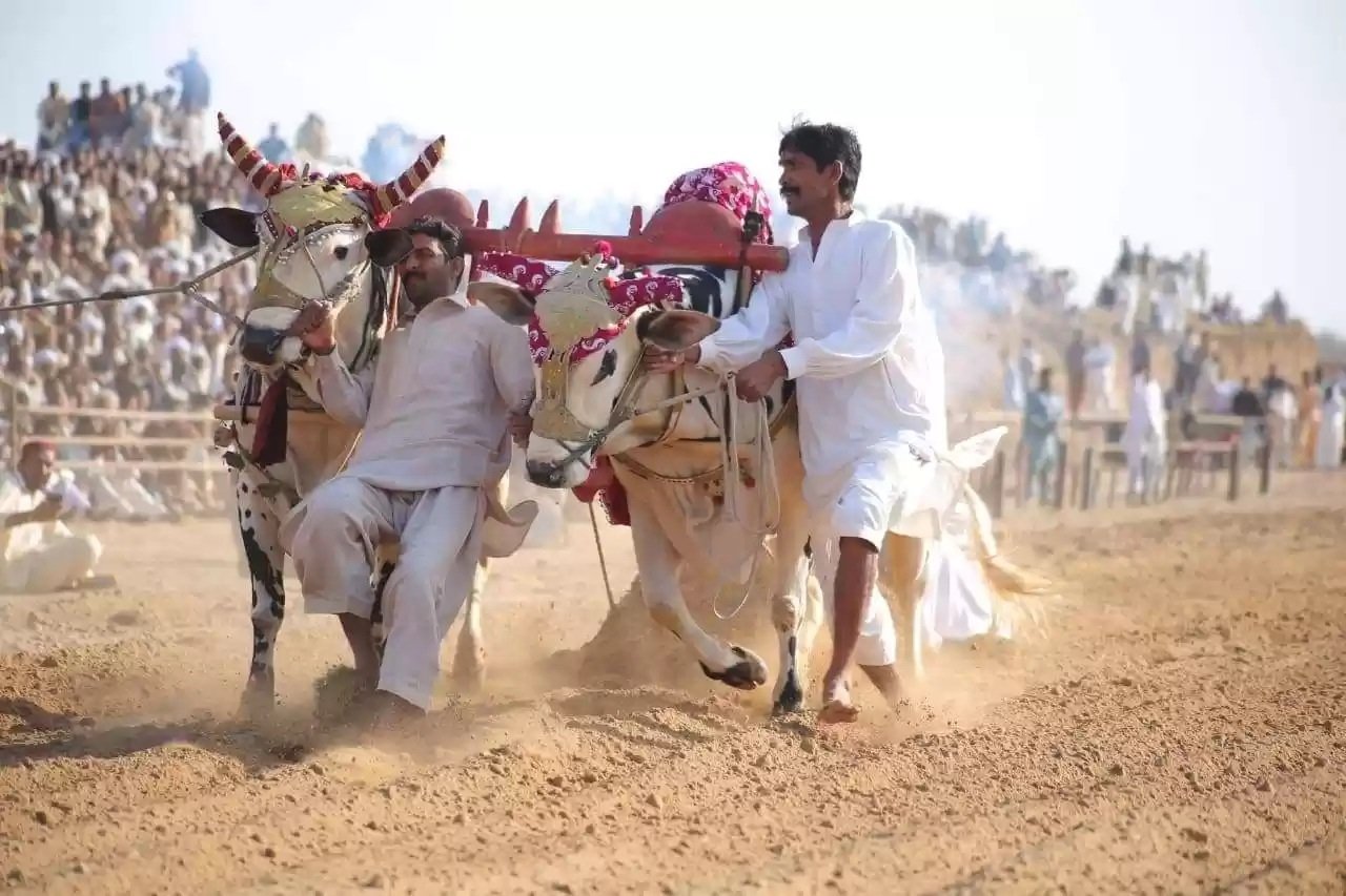 chakwal Bull race